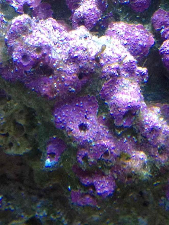 ImageUploadedByReef2Reef Aquarium Forum1380585213.865657.jpg