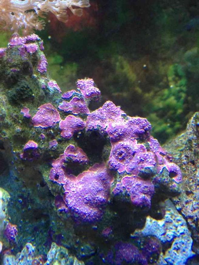 ImageUploadedByReef2Reef Aquarium Forum1380585244.679749.jpg