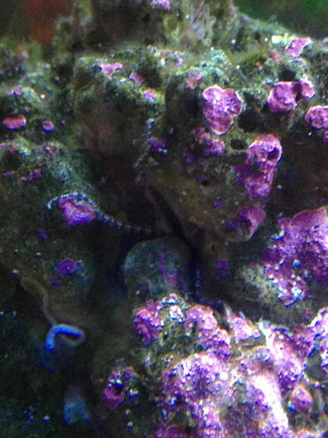 ImageUploadedByReef2Reef Aquarium Forum1380585294.058433.jpg