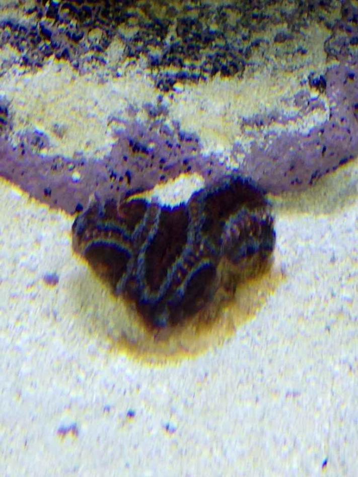 ImageUploadedByReef2Reef Aquarium Forum1380801932.178530.jpg