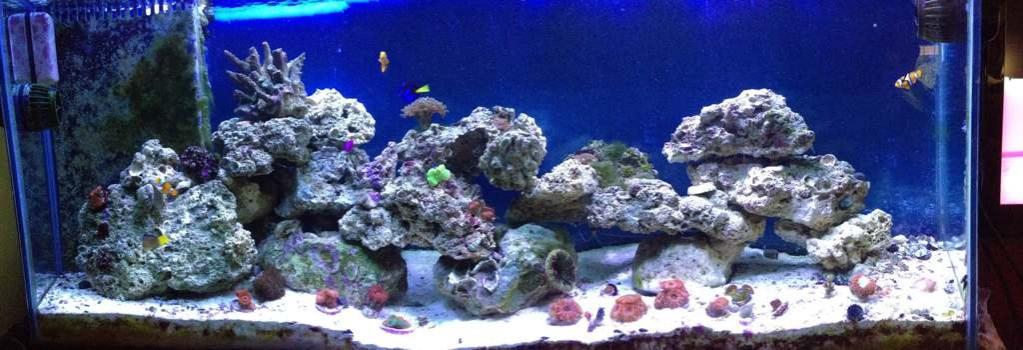 ImageUploadedByReef2Reef Aquarium Forum1380824310.737597.jpg