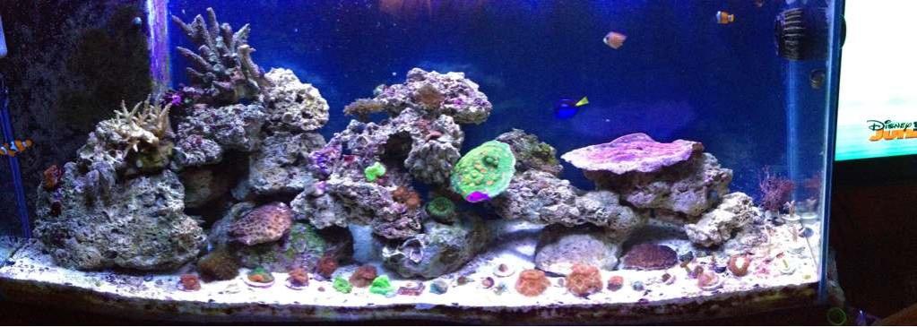 ImageUploadedByReef2Reef Aquarium Forum1380824326.920786.jpg