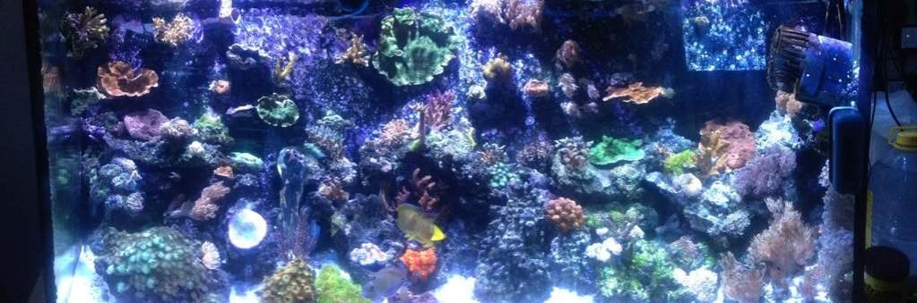 ImageUploadedByReef2Reef Aquarium Forum1380947059.163133.jpg