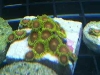 ImageUploadedByReef2Reef Aquarium Forum1381276026.147722.jpg