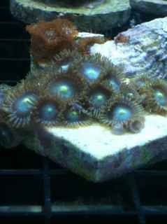 ImageUploadedByReef2Reef Aquarium Forum1381276089.841522.jpg