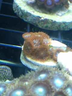 ImageUploadedByReef2Reef Aquarium Forum1381276139.804436.jpg