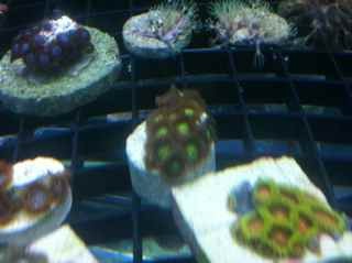 ImageUploadedByReef2Reef Aquarium Forum1381276247.108504.jpg