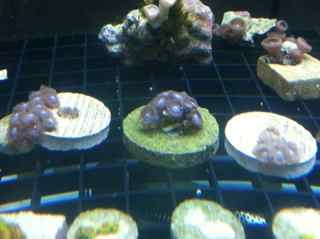 ImageUploadedByReef2Reef Aquarium Forum1381276495.558165.jpg