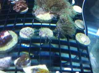 ImageUploadedByReef2Reef Aquarium Forum1381276685.463888.jpg