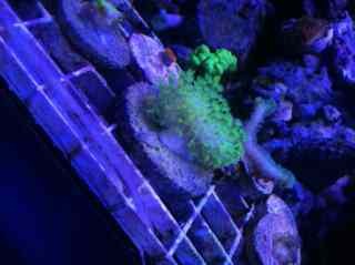 ImageUploadedByReef2Reef Aquarium Forum1381276744.794020.jpg