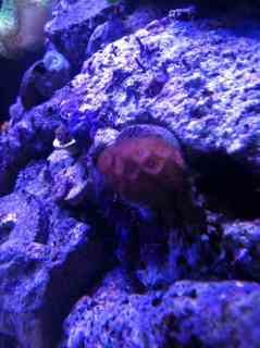 ImageUploadedByReef2Reef Aquarium Forum1381276814.233989.jpg