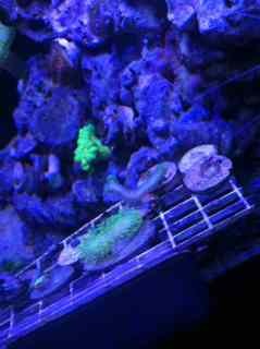 ImageUploadedByReef2Reef Aquarium Forum1381276936.762774.jpg