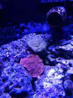 ImageUploadedByReef2Reef Aquarium Forum1381277032.032794.jpg