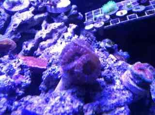 ImageUploadedByReef2Reef Aquarium Forum1381277258.453537.jpg