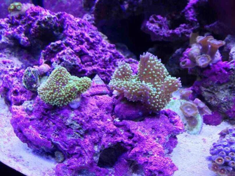 ImageUploadedByReef2Reef Aquarium Forum1381400958.349229.jpg