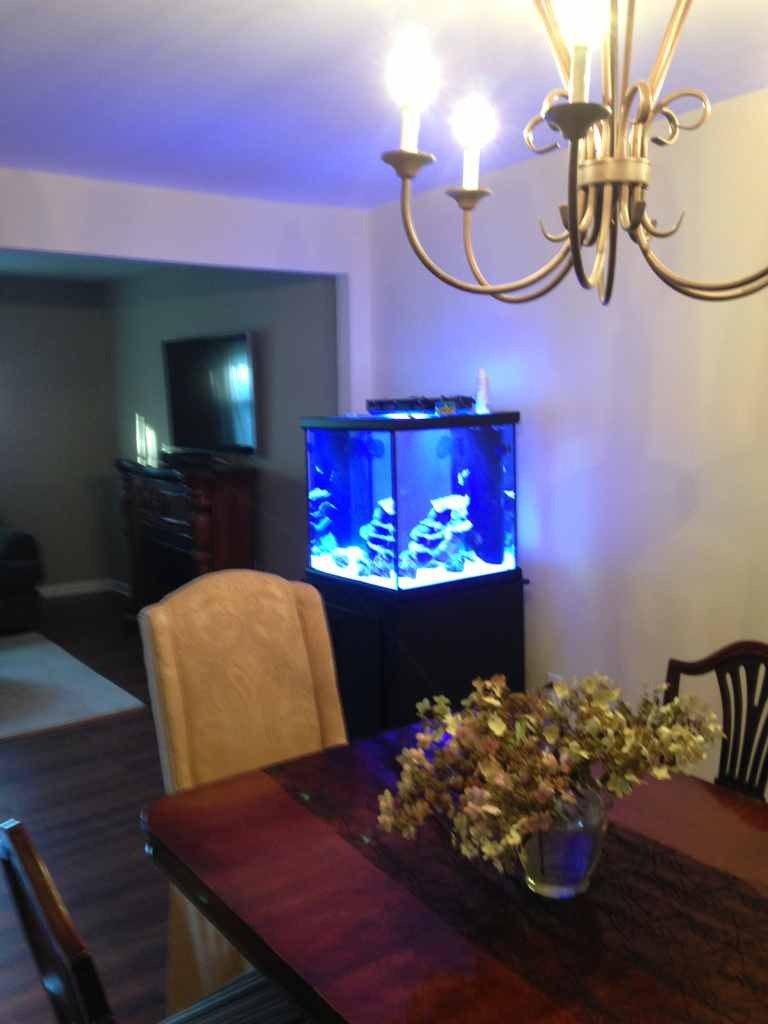 ImageUploadedByReef2Reef Aquarium Forum1381840101.559001.jpg