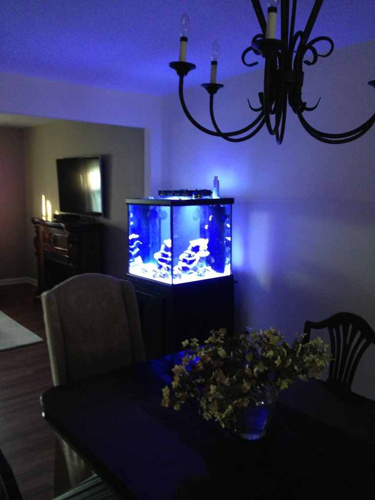 ImageUploadedByReef2Reef Aquarium Forum1381840108.725751.jpg