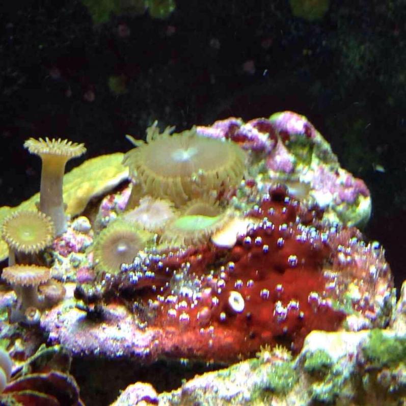 ImageUploadedByReef2Reef Aquarium Forum1381893477.727313.jpg