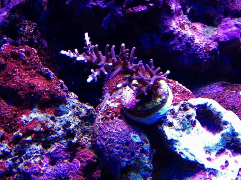 ImageUploadedByReef2Reef Aquarium Forum1382420402.624082.jpg