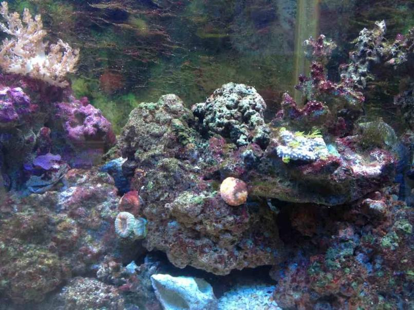 ImageUploadedByReef2Reef Aquarium Forum1382558365.362309.jpg