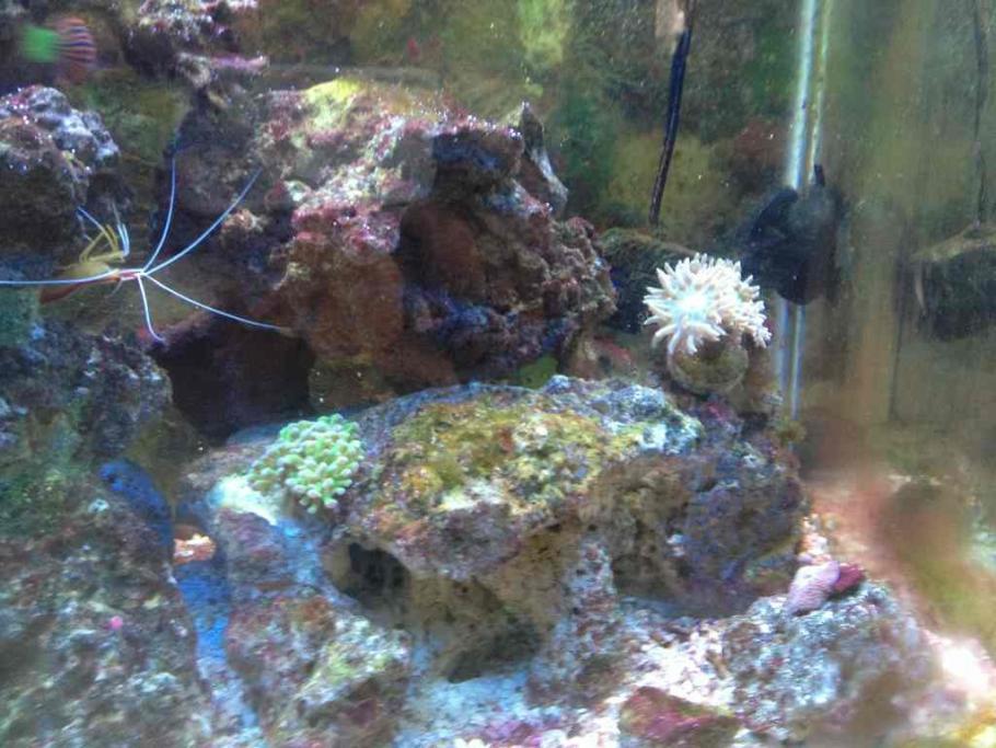 ImageUploadedByReef2Reef Aquarium Forum1382558401.044010.jpg