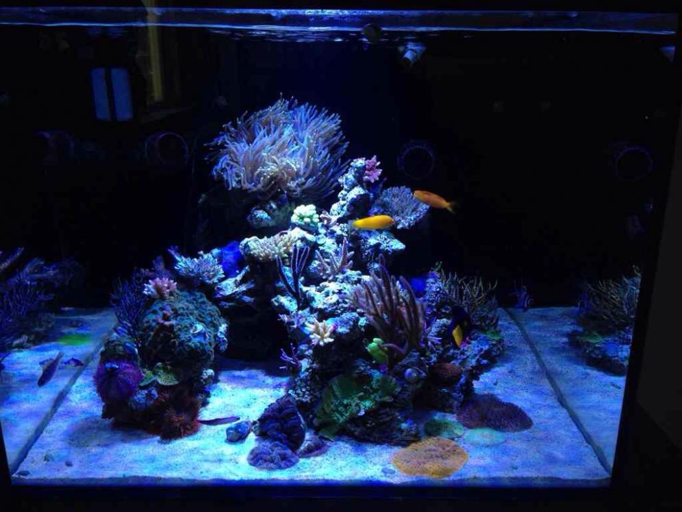 ImageUploadedByReef2Reef Aquarium Forum1383191634.615452.jpg