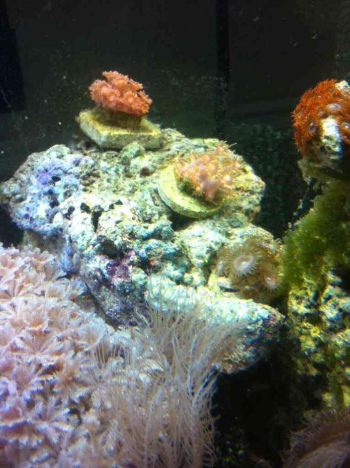 ImageUploadedByReef2Reef Aquarium Forum1383256693.884513.jpg