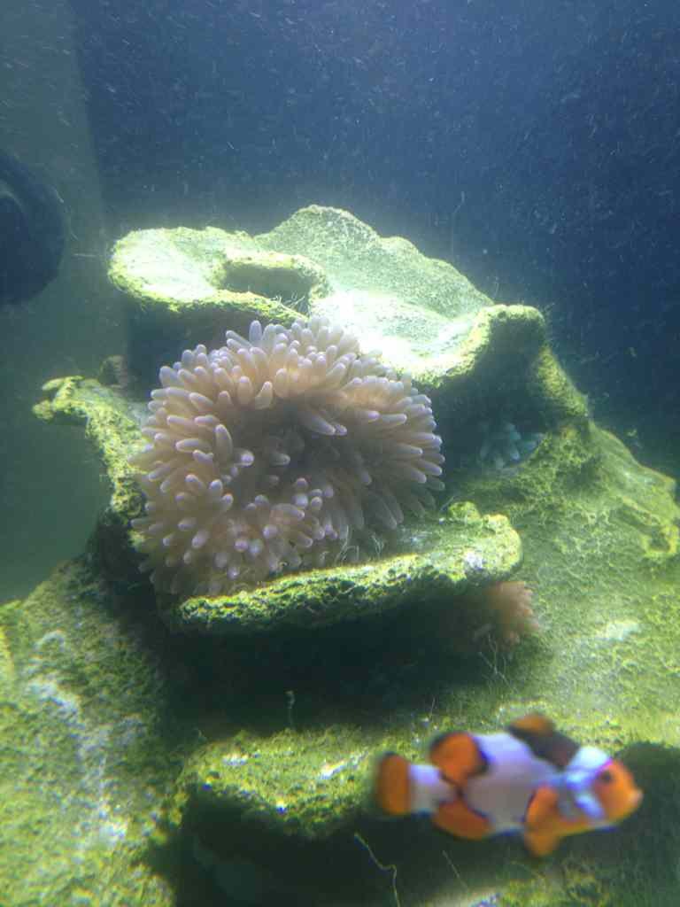 ImageUploadedByReef2Reef Aquarium Forum1383487320.003446.jpg