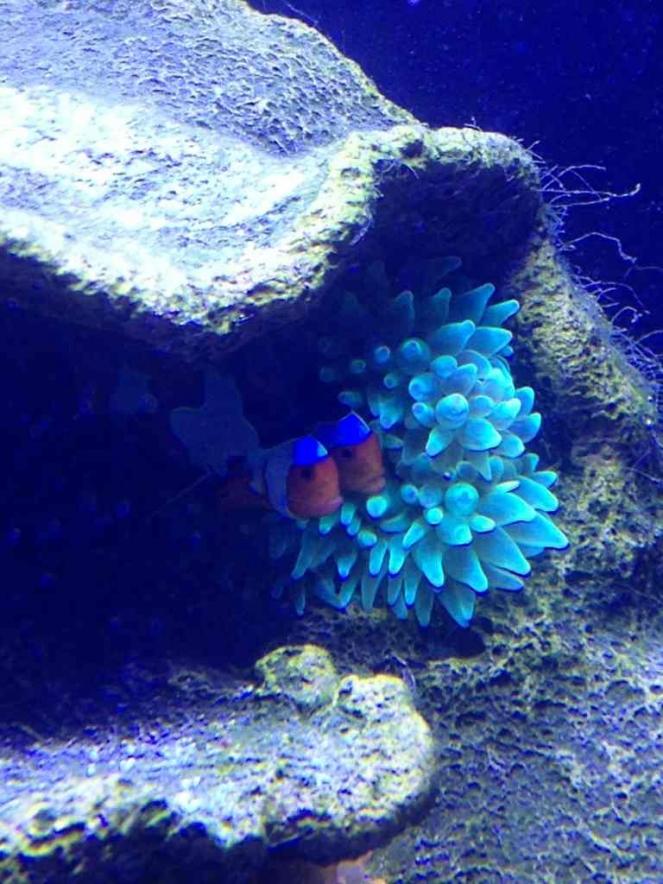 ImageUploadedByReef2Reef Aquarium Forum1383612211.386739.jpg