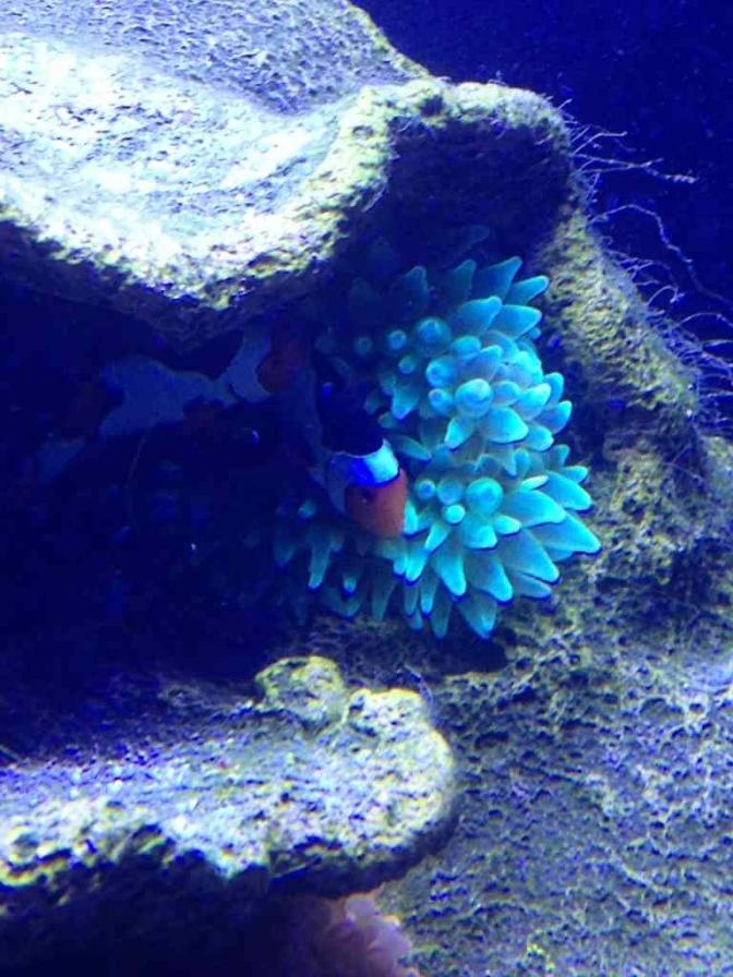 ImageUploadedByReef2Reef Aquarium Forum1383612222.703198.jpg