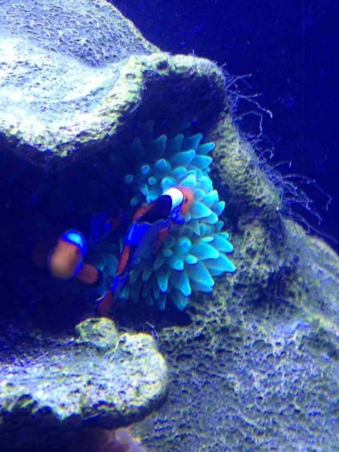 ImageUploadedByReef2Reef Aquarium Forum1383612237.020157.jpg