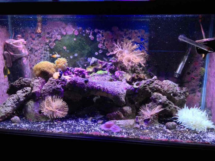 ImageUploadedByReef2Reef Aquarium Forum1383751386.426373.jpg