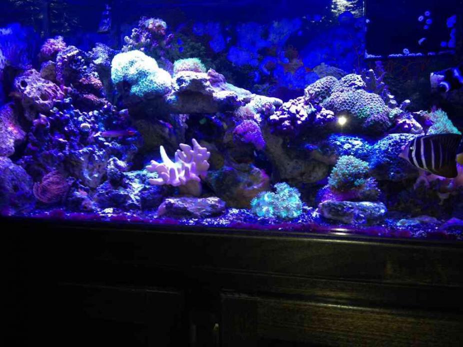 ImageUploadedByReef2Reef Aquarium Forum1383751432.938032.jpg