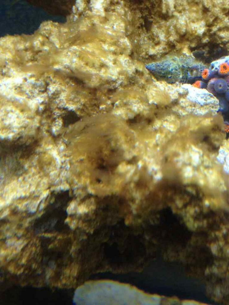 ImageUploadedByReef2Reef Aquarium Forum1383868423.352496.jpg