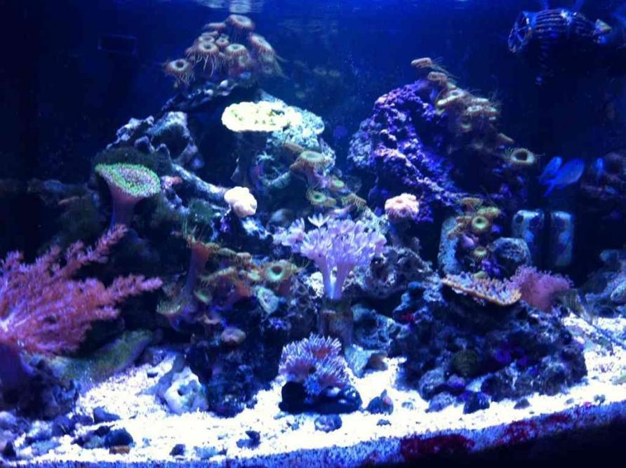 ImageUploadedByReef2Reef Aquarium Forum1384285201.599195.jpg