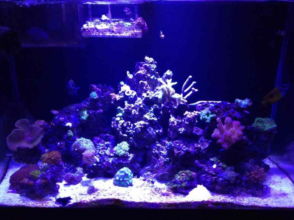 ImageUploadedByReef2Reef Aquarium Forum1384322024.176797.jpg