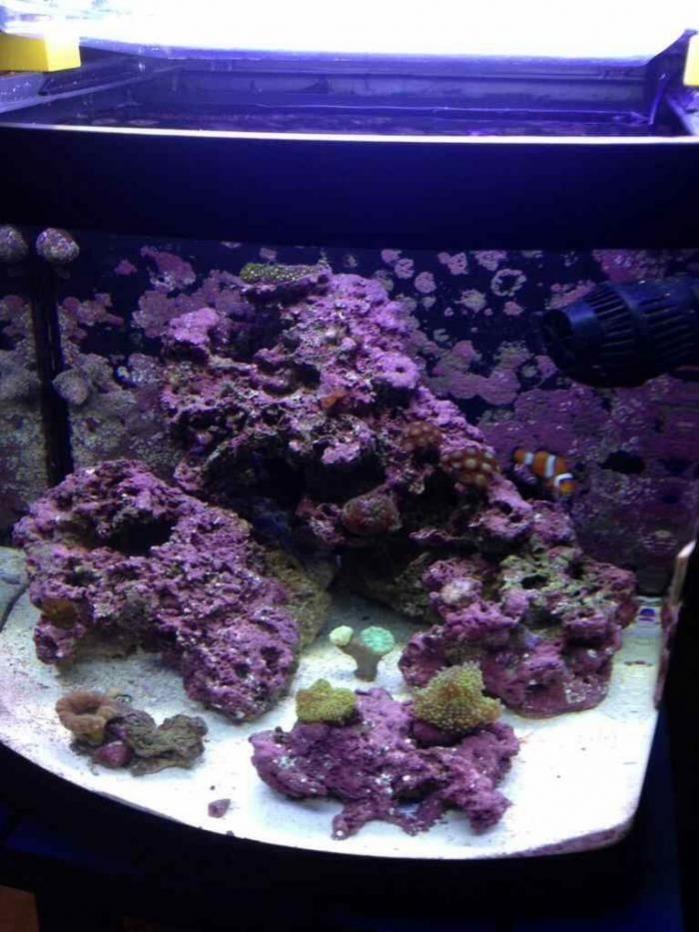 ImageUploadedByReef2Reef Aquarium Forum1384604512.008770.jpg