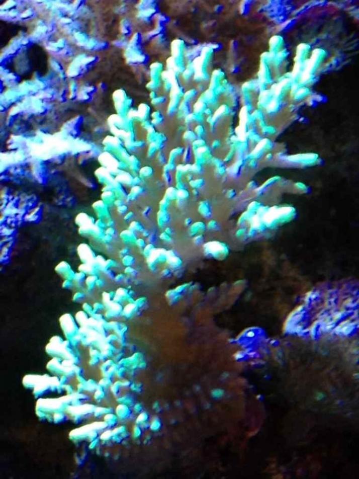 ImageUploadedByReef2Reef Aquarium Forum1385233865.917110.jpg