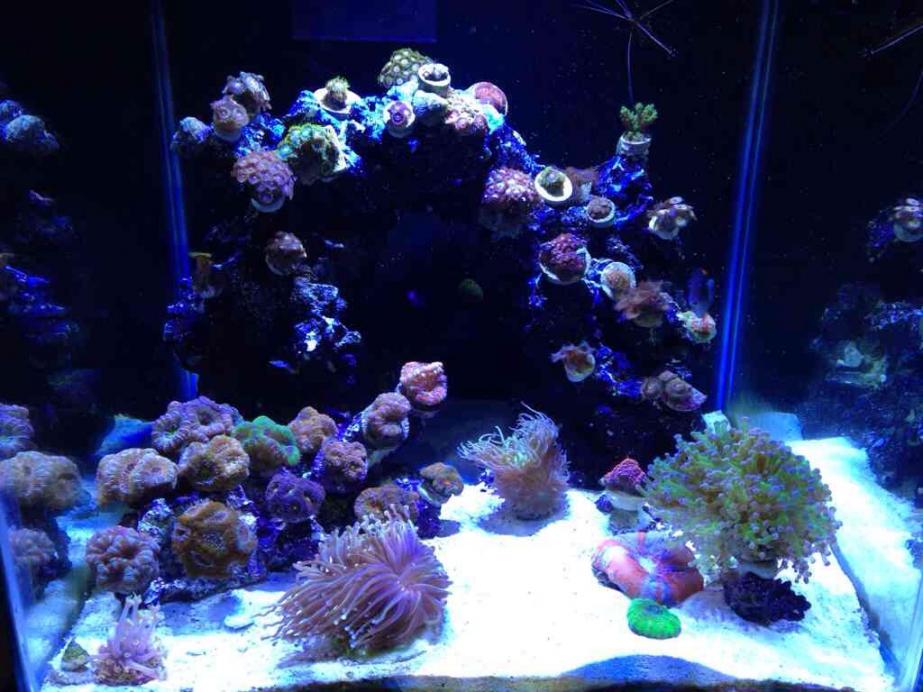 ImageUploadedByReef2Reef Aquarium Forum1385234788.718235.jpg