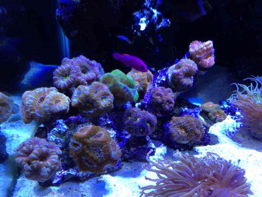 ImageUploadedByReef2Reef Aquarium Forum1385234802.867869.jpg