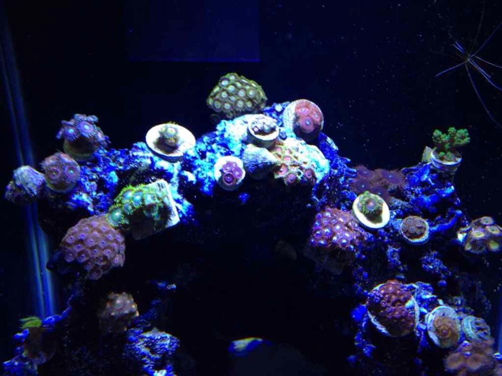 ImageUploadedByReef2Reef Aquarium Forum1385234813.483591.jpg