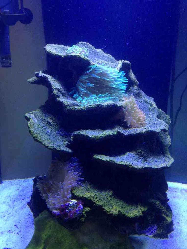 ImageUploadedByReef2Reef Aquarium Forum1385395088.086838.jpg