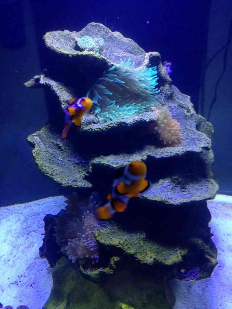 ImageUploadedByReef2Reef Aquarium Forum1385395112.020174.jpg