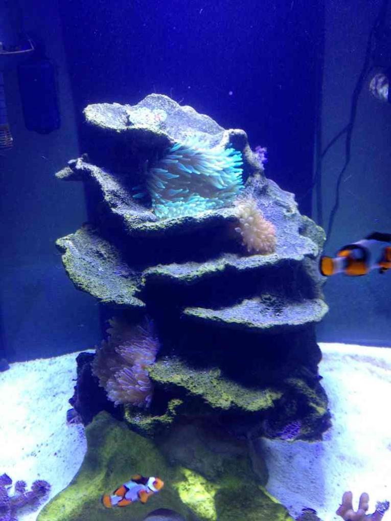 ImageUploadedByReef2Reef Aquarium Forum1385395123.620369.jpg