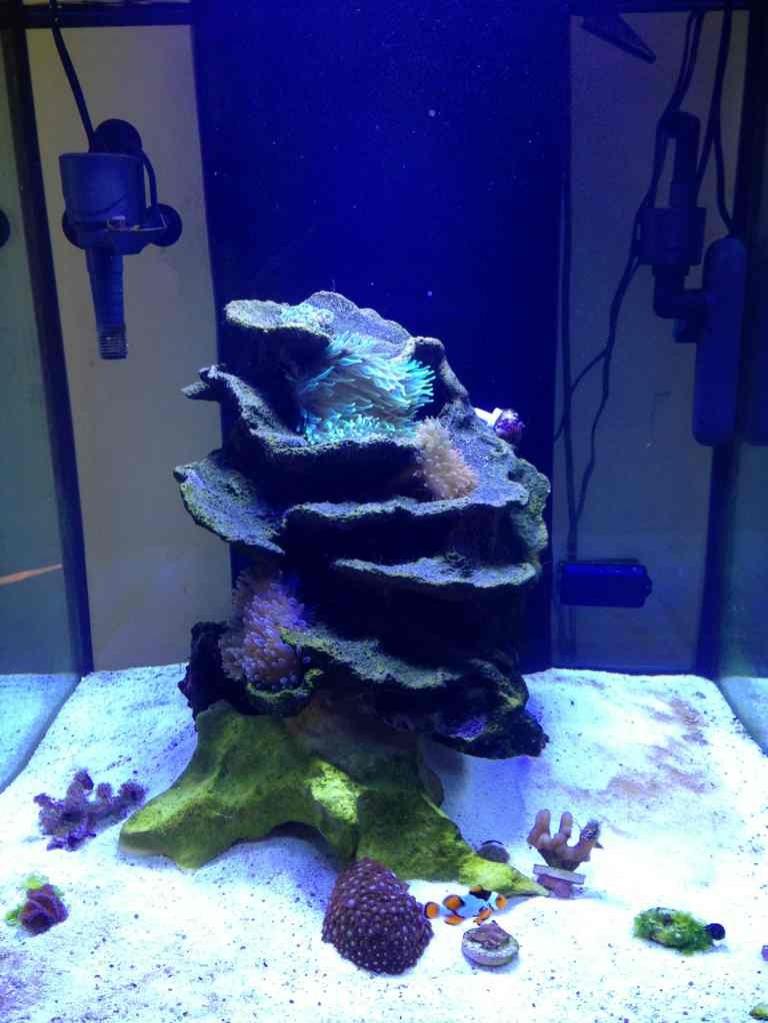 ImageUploadedByReef2Reef Aquarium Forum1385406354.517686.jpg