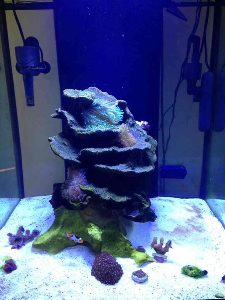 ImageUploadedByReef2Reef Aquarium Forum1385406376.400867.jpg