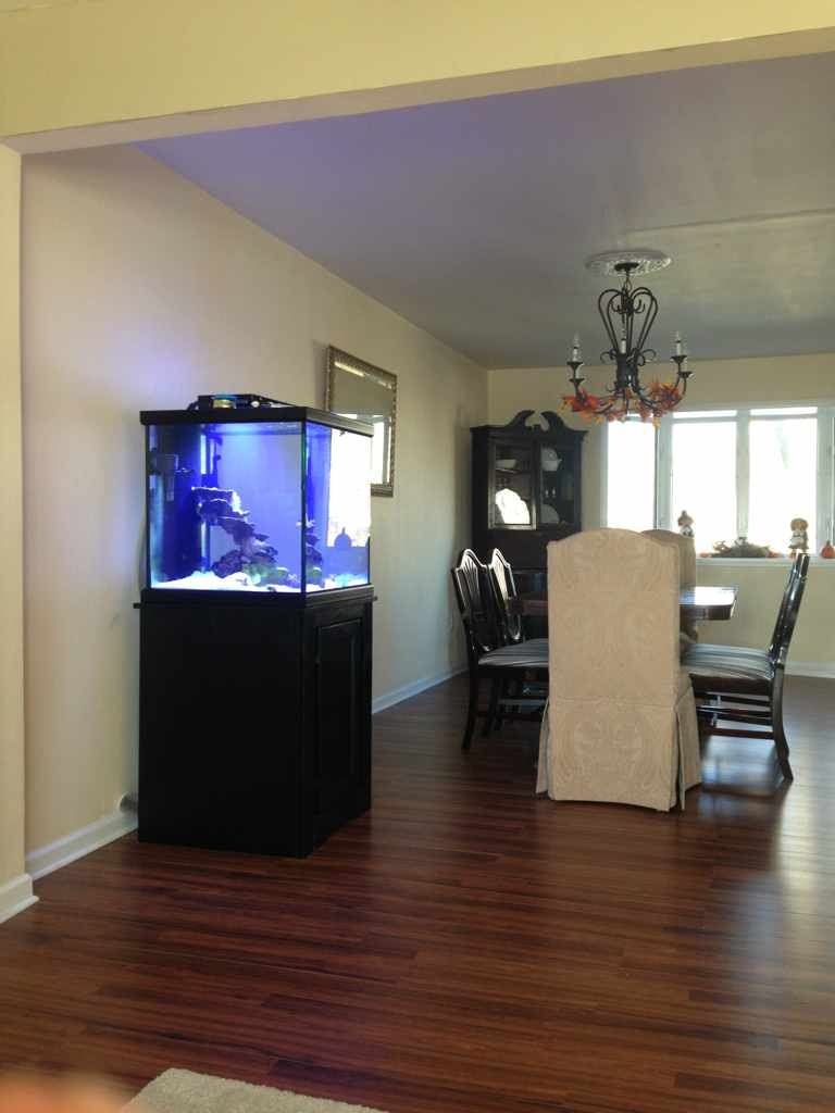 ImageUploadedByReef2Reef Aquarium Forum1385406458.784134.jpg