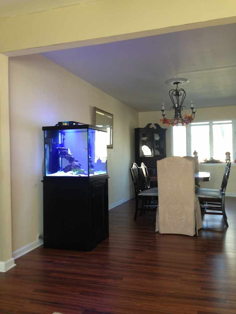 ImageUploadedByReef2Reef Aquarium Forum1385406466.567425.jpg