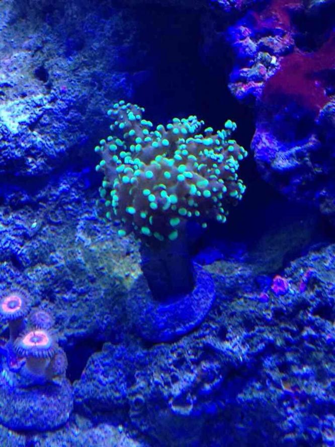 ImageUploadedByReef2Reef Aquarium Forum1385838262.886610.jpg