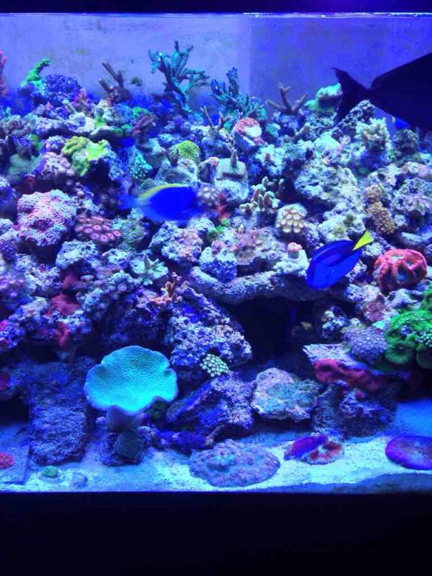 ImageUploadedByReef2Reef Aquarium Forum1386083755.562951.jpg